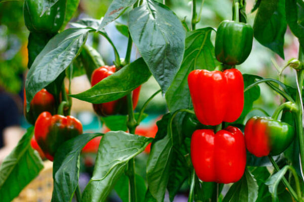 Learn how to grow bell peppers indoors with easy tips on lighting, watering, pollination, and container care for thriving, year-round plants